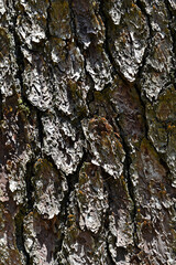 Tree trunk texture detail, Rio de Janeiro, Brazil