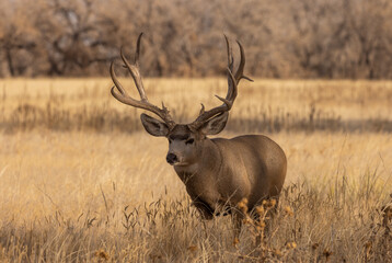 Buck Mule Deer in the Rut in Autumn in Colorado