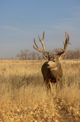 Buck Mule Deer in the Rut in Autumn in Colorado