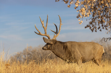 Buck Mule Deer in the Rut in Autumn in Colorado