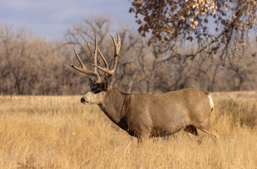 Buck Mule Deer in the Rut in Autumn in Colorado