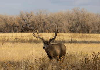 Buck Mule Deer in the Rut in Autumn in Colorado