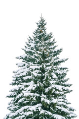 winter christmas tree covered with snow isolated on white background. snow-covered single fir tree.