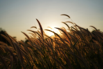 Spring or summer abstract season nature background with grass.