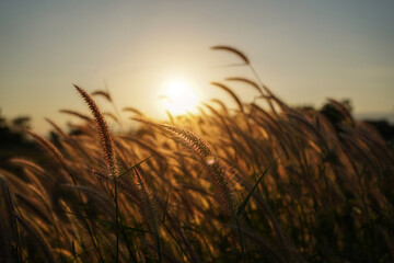 Fototapeta premium Spring or summer abstract season nature background with grass.