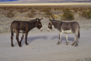 Wild Burros - Donkeys - High Mojave Desert