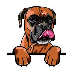 Boxer Peeking Dogs. Boxer dog breed. Color image of a dogs head isolated on a white background. The dog stuck out its tongue.