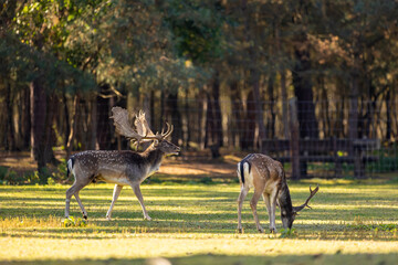 A group of fallow deers walking on a meadow next to a forest during rutting season at a cloudy day in autumn in Hesse, Germany. 