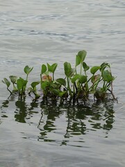 water lily of the valley