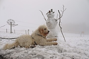 Goldendoodle mit Schneemann