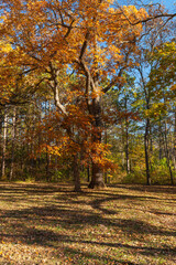 Autumn in the Jester State Park, Madrid, Iowa