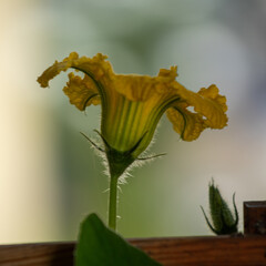 flower on a green background