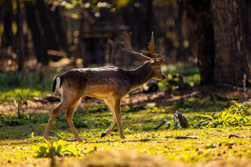 Fototapeta premium A female fallow deer walking through a forest at a cloudy day in autumn in Hesse, Germany.