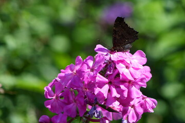 Bl&uuml;te mit Schmetterling