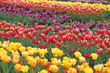 Rows of colourful tulips in a flower meadow