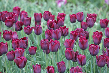 Wine coloured single triumph tulip 'Ronaldo' in flower