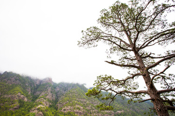 Spring in Cumbrecita, Caldera De Taburiente Nature Park, La Palma Island, Canary Islands, Spain