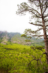 Spring in Cumbrecita, Caldera De Taburiente Nature Park, La Palma Island, Canary Islands, Spain