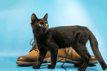 A black cat sits in front of a pair of new boots on a blue background. Fashionable concept.