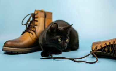 Black cat plays with laces of new shoes on a blue background. Fashionable concept.
