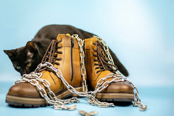 Black cat behind a pair of new shoes on a blue background. Fashionable concept.