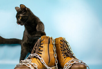 Black cat behind a pair of new shoes on a blue background. Fashionable concept.