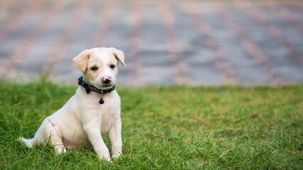 little cute brown puppy on green grass field