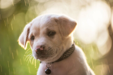 Cute labrador puppy with raindrop at sunset