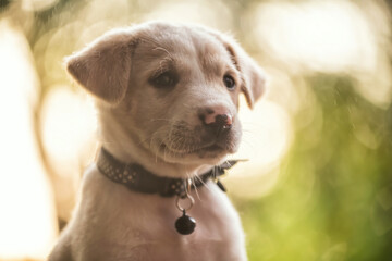 cute labrador retriver puppy in green garden at sunset