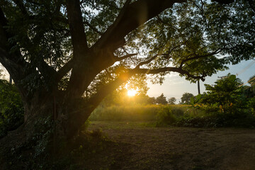 Sunset rays against big old trees near green meadow