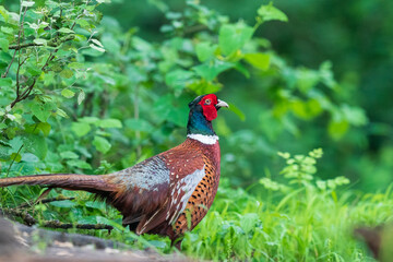 The common pheasant (Phasianus colchicus)