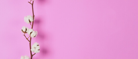 Natural Cotton flowers. Real delicate soft and gentle natural white cotton balls flower branches and pink background. Flowers composition. japan minimal style. nature cotton material for clothes.