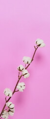 Fototapeta na wymiar Natural Cotton flowers. Real delicate soft and gentle natural white cotton balls flower branches and pink background. Flowers composition. japan minimal style. nature cotton material for clothes.