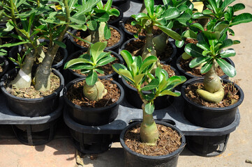 SENDAYAN, MALAYSIA - OCTOBER 12, 2021: Plant seedlings are planted in small black polybags. These seedlings will be transplanted into the ground when they are mature enough and ready.