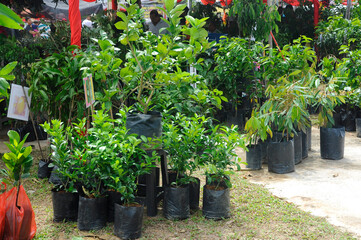 Fototapeta na wymiar SENDAYAN, MALAYSIA - OCTOBER 12, 2021: Plant seedlings are planted in small black polybags. These seedlings will be transplanted into the ground when they are mature enough and ready.
