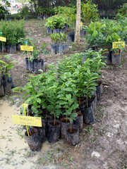 SENDAYAN, MALAYSIA - OCTOBER 12, 2021: Plant seedlings are planted in small black polybags. These seedlings will be transplanted into the ground when they are mature enough and ready.