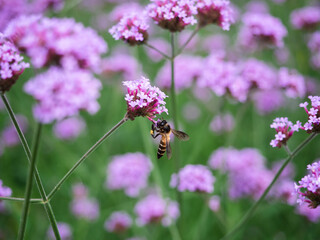 Close up bee at pink flower in nature