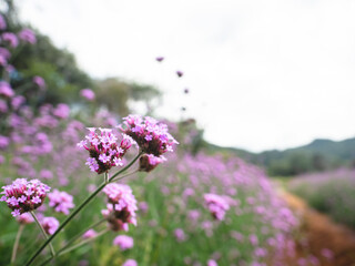 Obraz premium Close up pink flower in the plant beautiful floral and mountain view