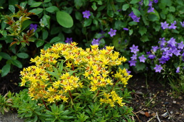 beautiful sedum blooming in the garden