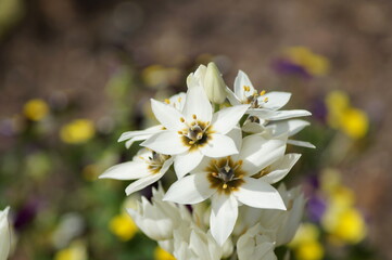 white flowers of the milk star in the garden