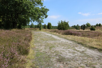 Fototapeta na wymiar Weg in der Lüneburger Heide