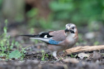 The Eurasian jay (Garrulus glandarius)