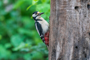 spotted woodpecker