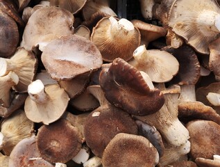 mushrooms for sale