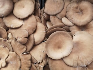 mushrooms for sale