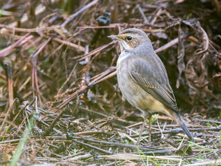 Bluethroat