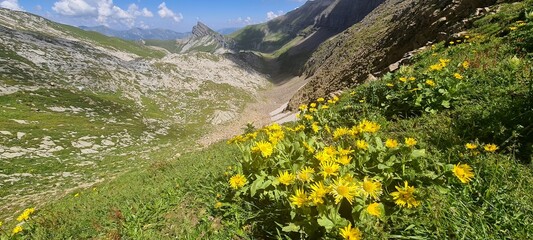 Flower carpet near a lake in the mountains in Grindelwald in Berner Oberland, Switzerland