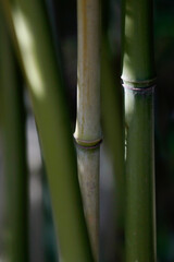 Obraz premium Bamboo plant and sticks, close-up.