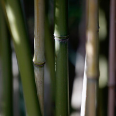Fototapeta premium Bamboo plant and sticks, close-up.