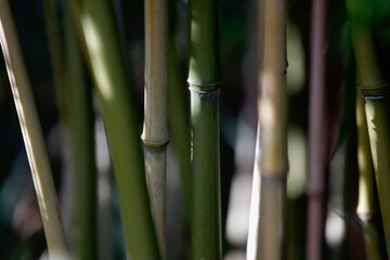 Bamboo plant and sticks, close-up.